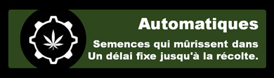 Icône de bannière de graines de cannabis automatiques et de variétés de marijuana à floraison automatique